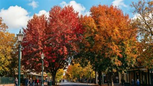 Autumn Sturt Street