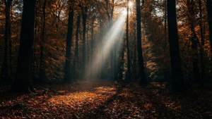 Autumn Sunbeam in Dark Forest