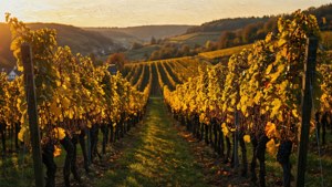Autumn Vineyard Glow