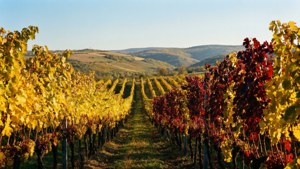Autumn Vineyard Moldova