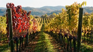 Autumn Vineyard Row