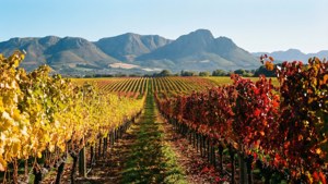 Autumn Vineyards