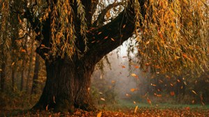 Autumn Willow Glow