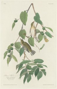 Autumnal Warbler