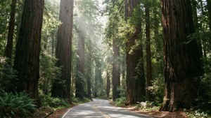 Avenue of the Giants