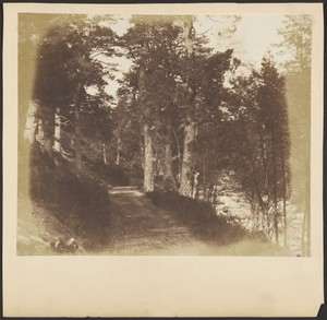 [Avenue of Trees]
