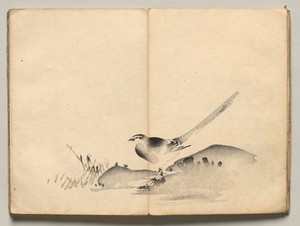 Azure-Winged Magpie from Ōkyo Picture Book