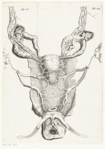 Baarmoeder (uterus) in vergrote vorm