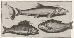 Baars, barbeel, brasum en een tandkarper