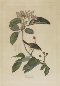 Bachman's Finch