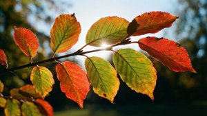Backlit Autumn Branch