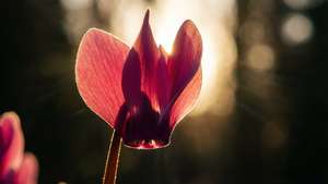 Backlit Cyclamen Glow