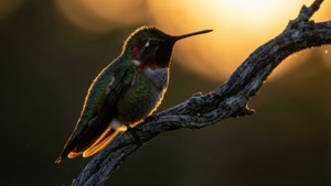 Backlit Silhouette