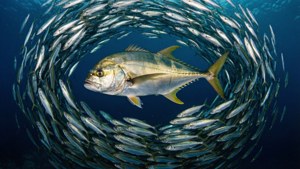 Baitfish Vortex