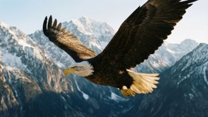 Bald Eagle Soaring
