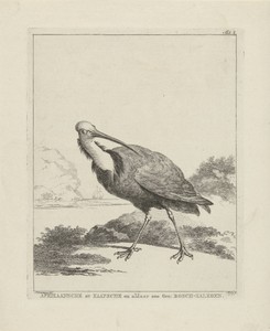 Bald Ibis