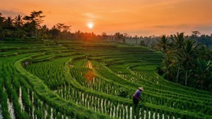 Bali Rice Terrace Sunset