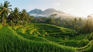 Bali Rice Terraces at Golden Hour