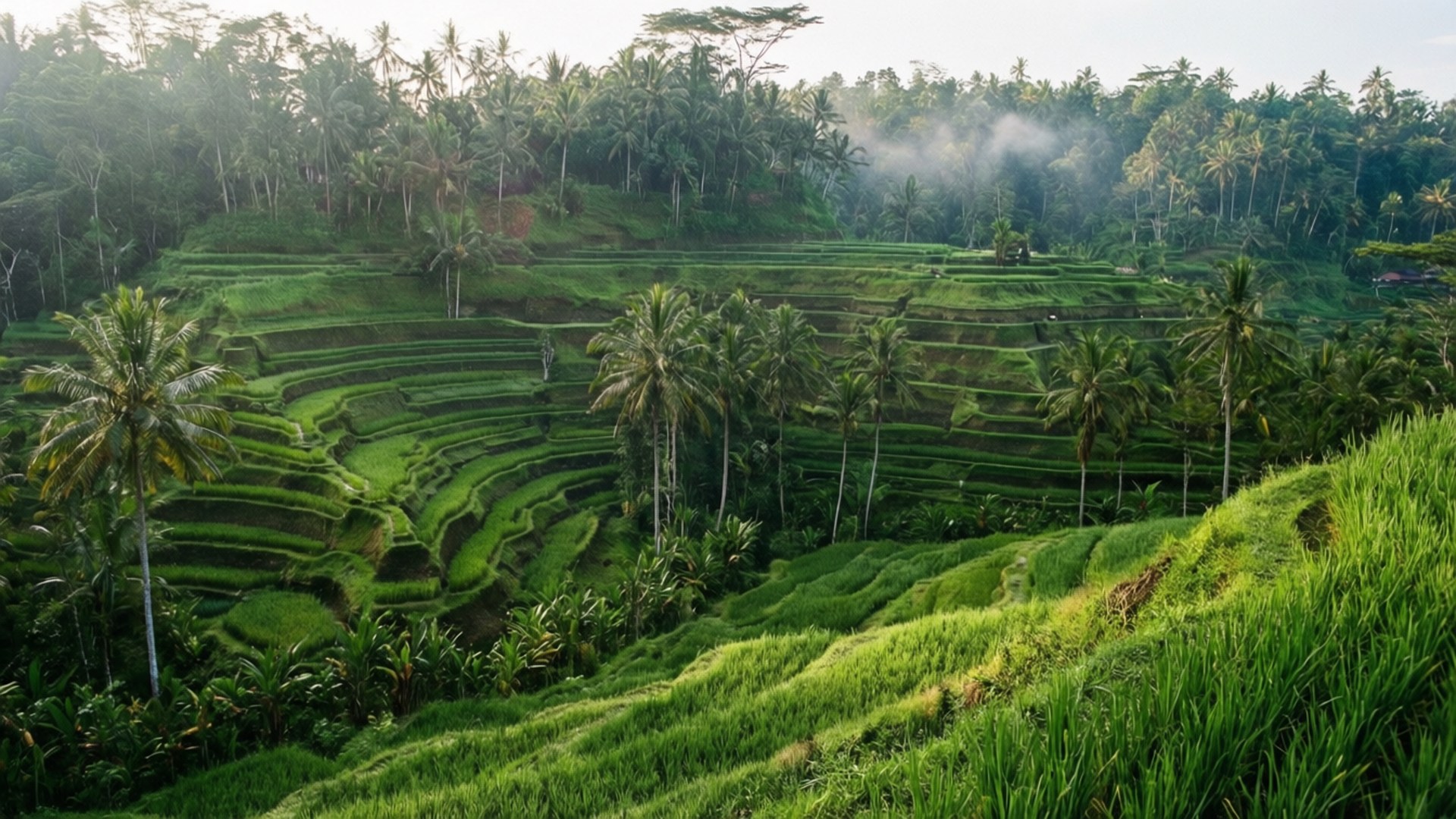 Bali Rice Terraces by Wallpapers.art Studio