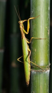 Bamboo Balance