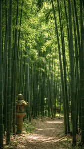 Bamboo Forest Glade