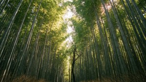 Bamboo Forest Light