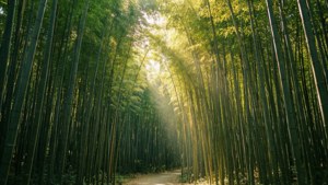 Bamboo Forest Light