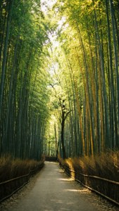 Bamboo Forest Path