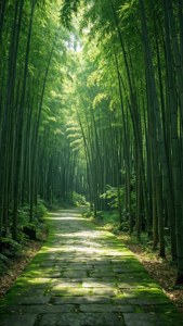 Bamboo Forest Path