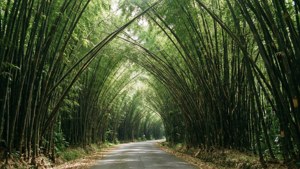 Bamboo Forest Path
