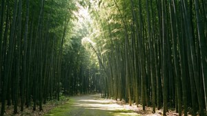 Bamboo Forest Path