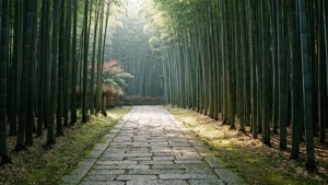 Bamboo Forest Path