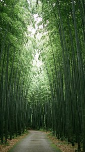 Bamboo Forest Path
