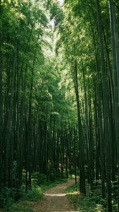Bamboo Forest Tranquility