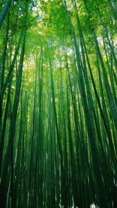 Bamboo Forest Vertical