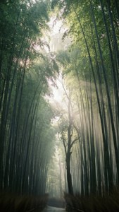 Bamboo Grove Dawn
