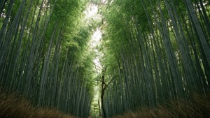 Bamboo Grove Serenity