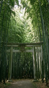 Bamboo Grove Torii