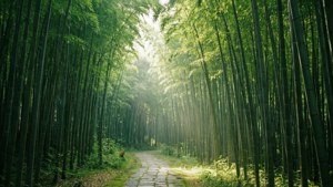 Bamboo Light Path