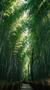 Bamboo Path Serenity