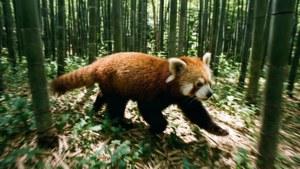 Bamboo Run