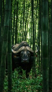 Bamboo Shadows