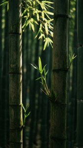 Bamboo Spring