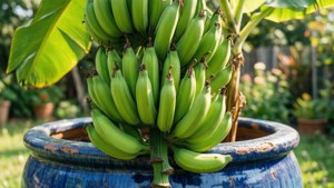 Banana String Cascade