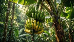 Bananas on the Tree
