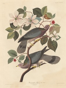 Band-tailed Pigeon