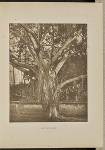Banyan Tree, with young Aërial Stems