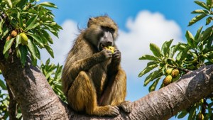 Baobab Feasting
