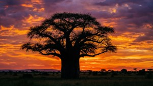 Baobab Sunset Silhouette