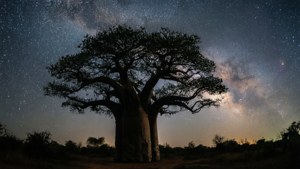 Baobab Under Stars